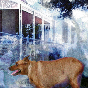 "Angus Hangs Out In the Hood".  Photo Montage. &copy; Julia Mulligan. 6" x 4.5"