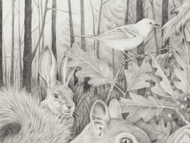 Detail, "What Was Left in the Woods"  Graphite on Rag Paper. 16" x 23".  ©Julia Mulligan 2016